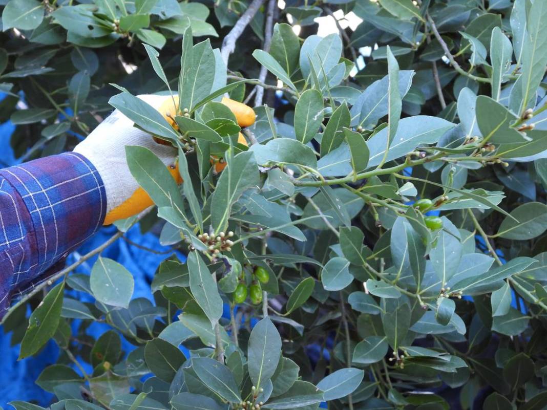 Dalında 7 lira, fabrikadan çıkınca 1500 lira! Dünyaya ihraç ediyorlar, bir köy böyle zengin oldu 14